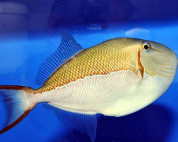 Xanthichthys Caeruleolineatus Ml