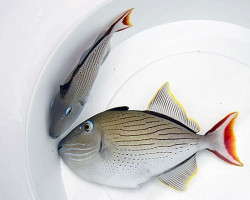 Xanthichthys Lineopunctatus M