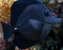 Zebrasoma Rostratum S