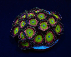 Zoanthus Spp. (Candy Apple Green) (Frag) M