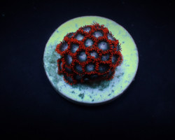 Zoanthus Spp. (Fire And Ice) (Frag) M