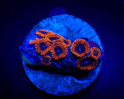 Zoanthus Spp. (Lunar Eclipse) (Frag) M