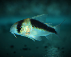 Corydoras Sp. Cw106 L