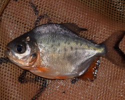 Piaractus Brachypomus S