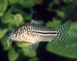 Corydoras Julii S