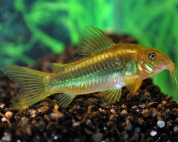 Corydoras Aeneus Peru Green Stripe L