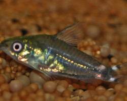 Corydoras Hastatus L