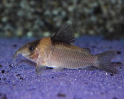 Corydoras Crypticus L