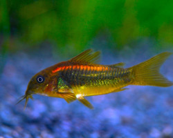 Corydoras Sp. Orange Laser S/M