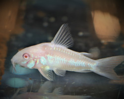 Corydoras Paleatus Albino M/L