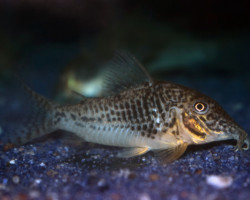 Corydoras Sarareensis L
