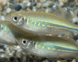 Devario Malabaricus M