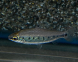 Distichodus Decemmaculatus L