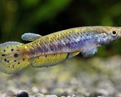 Epiplatys Spilargyreius M