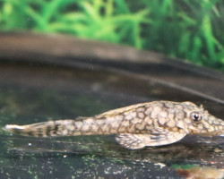 Ancistrus Sp. Wabenmuster S/M