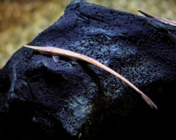 Farlowella Paraguayensis L