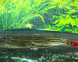 Gastromyzon Sp. Imperial Red M/L