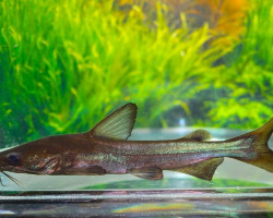 Cryptarius Truncatus S