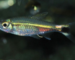 Hemigrammus Hyanuary M