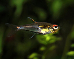 Hemigrammus Sp. Morse Code  M