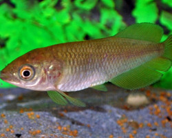 Heterotis Niloticus Xl (25-30Cm)