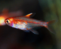 Hyphessobrycon Amandae S