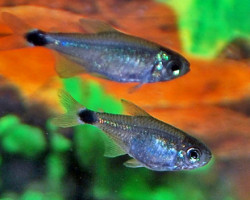 Hyphessobrycon Elachys S