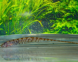 Hypopygus Lepturus  M