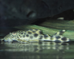 Hypostomus/Ancistomus Sp. L075 M