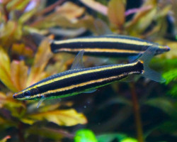 Anostomus Ternetzi S/M