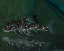 L102 Hypancistrus Inspector  M