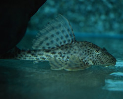 L231 Hypostomus Sp.  M