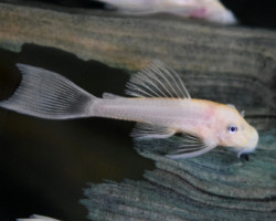 L144 Ancistrus Sp.  White M