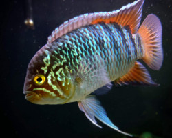 Nannacara Adoketa '' Cuiari'' F1 M/L