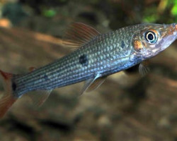 Anostomus/Pseudanos Gracilis M