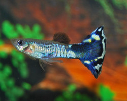 Guppy Blue Flower M