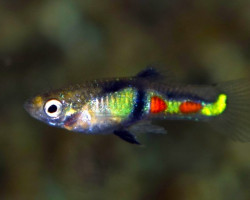 Guppy  Wingei El Tigre (Maschi E Femmine) M