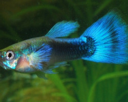 Guppy Tuxedo Blue Maschio M/L