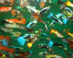 Guppy Mix Maschio Mix L