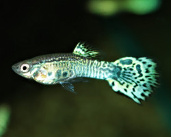 Guppy King Cobra Green (Maschi E Femmine) M