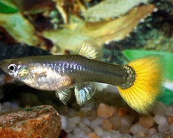 Guppy Femmina Tuxedo Neon Yellow Start M