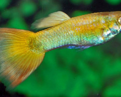 Guppy Yellow Platinum M