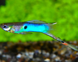 Guppy  Wingei Japan Blue (Maschi E Femmine) M