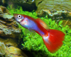 Guppy  Neon Flamingo Red Maschio M