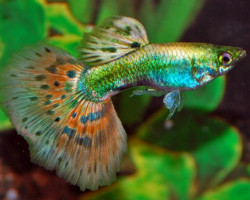 Guppy Platinum Mosaic Tail M