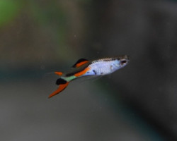 Guppy Endler/Silverado   M
