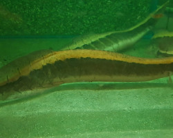 Mastacembelus Cf.Circumcinctus Xl