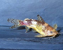 Mochokiella Paynei L