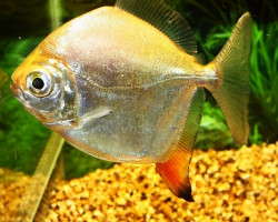 Myleus Rubripinnis Rubripinnis M/L