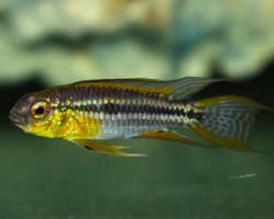 Apistogramma Bitaeniata  Yellow Napo L